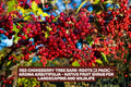 Red Chokeberry Tree Bare-Roots 2 Pack, Aronia arbutifolia, Native Fruit Shrub for Landscaping, Wildlife, Edible Berries