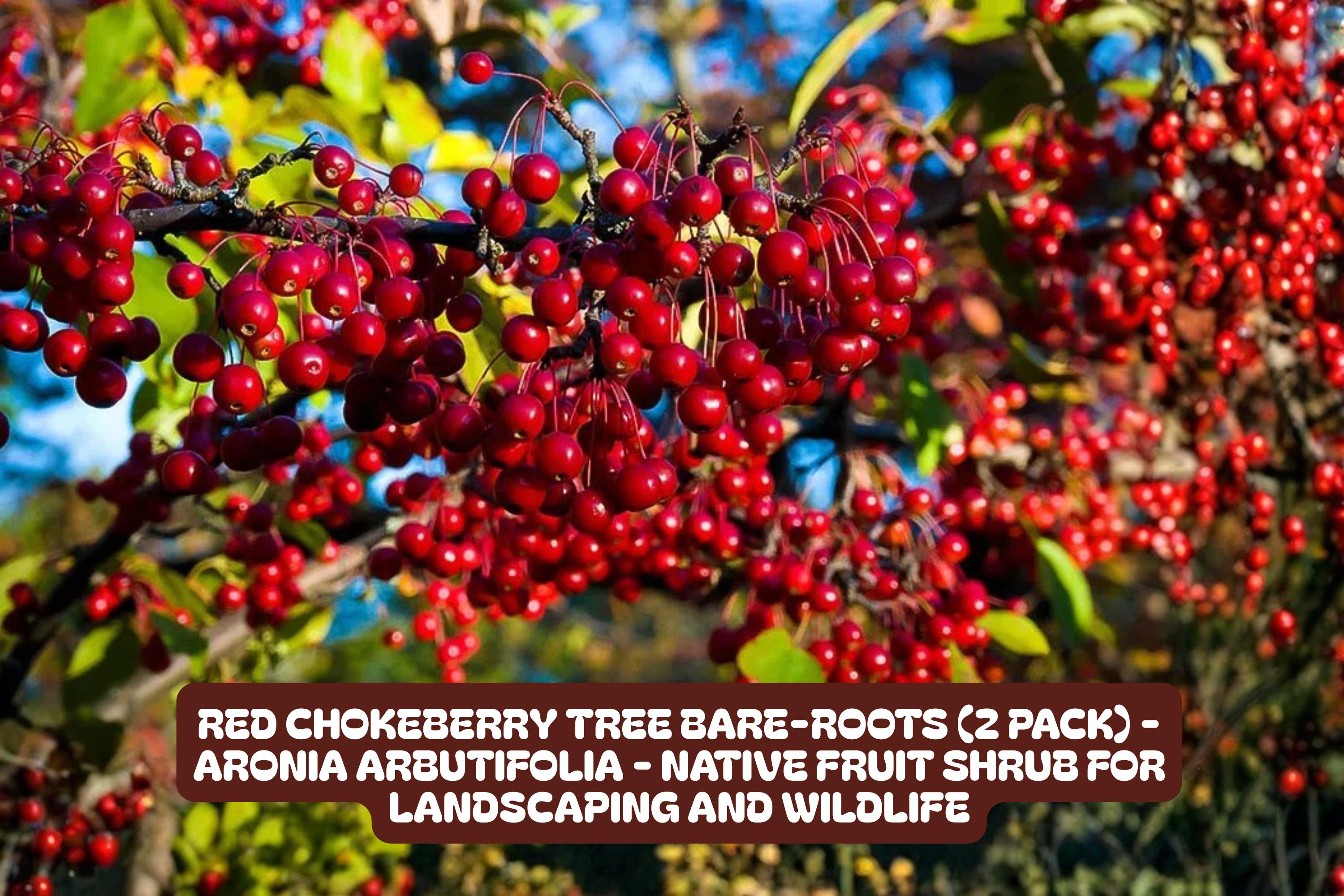 Red Chokeberry Tree Bare-Roots 2 Pack, Aronia arbutifolia, Native Fruit Shrub for Landscaping, Wildlife, Edible Berries