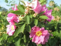 Swamp Rose Seeds | Native Wetland Shrub | Pink Blooms & Wildlife Support | Rosa palustris, 30 Seeds