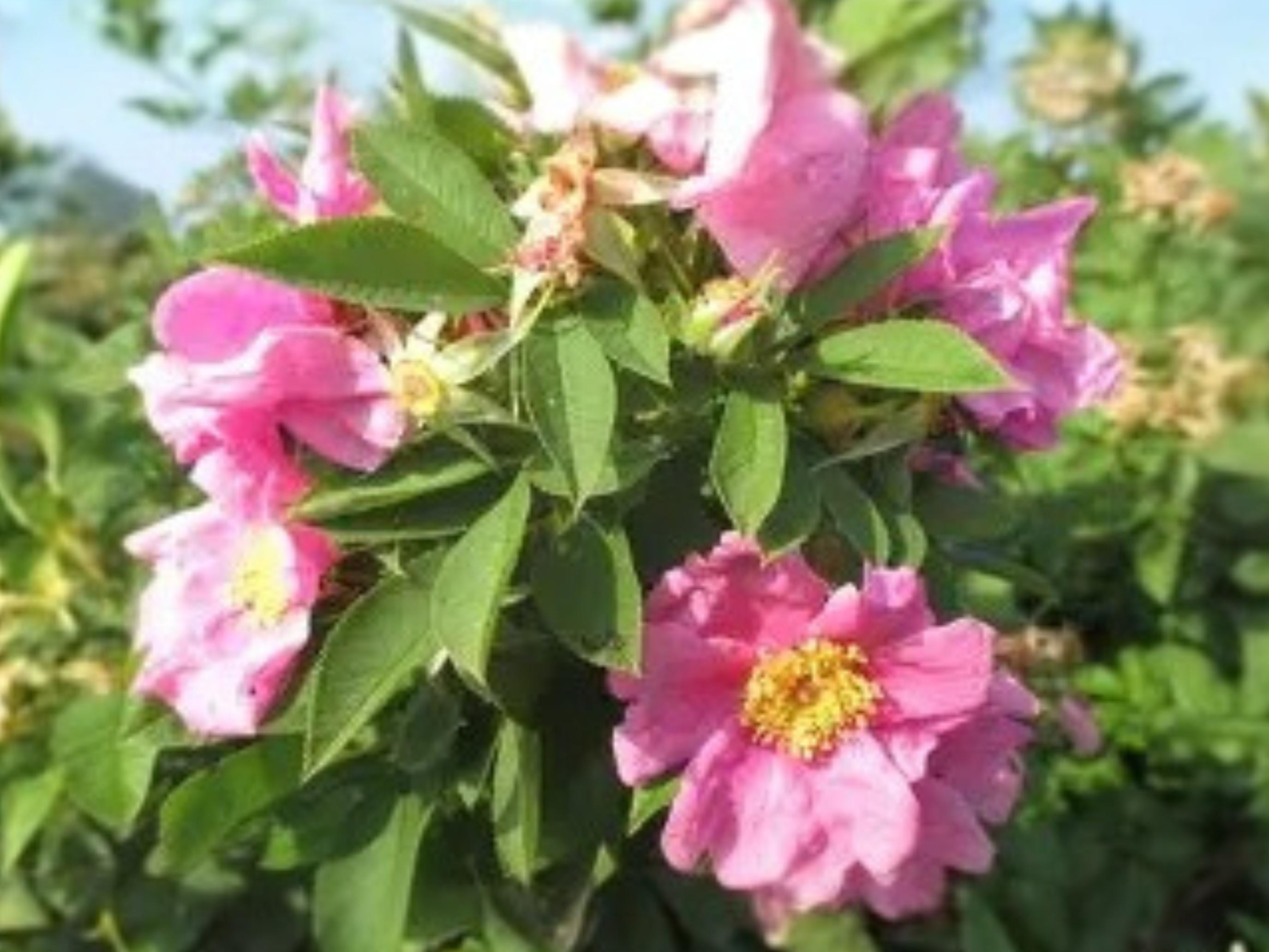 Swamp Rose Seeds | Native Wetland Shrub | Pink Blooms & Wildlife Support | Rosa palustris, 30 Seeds