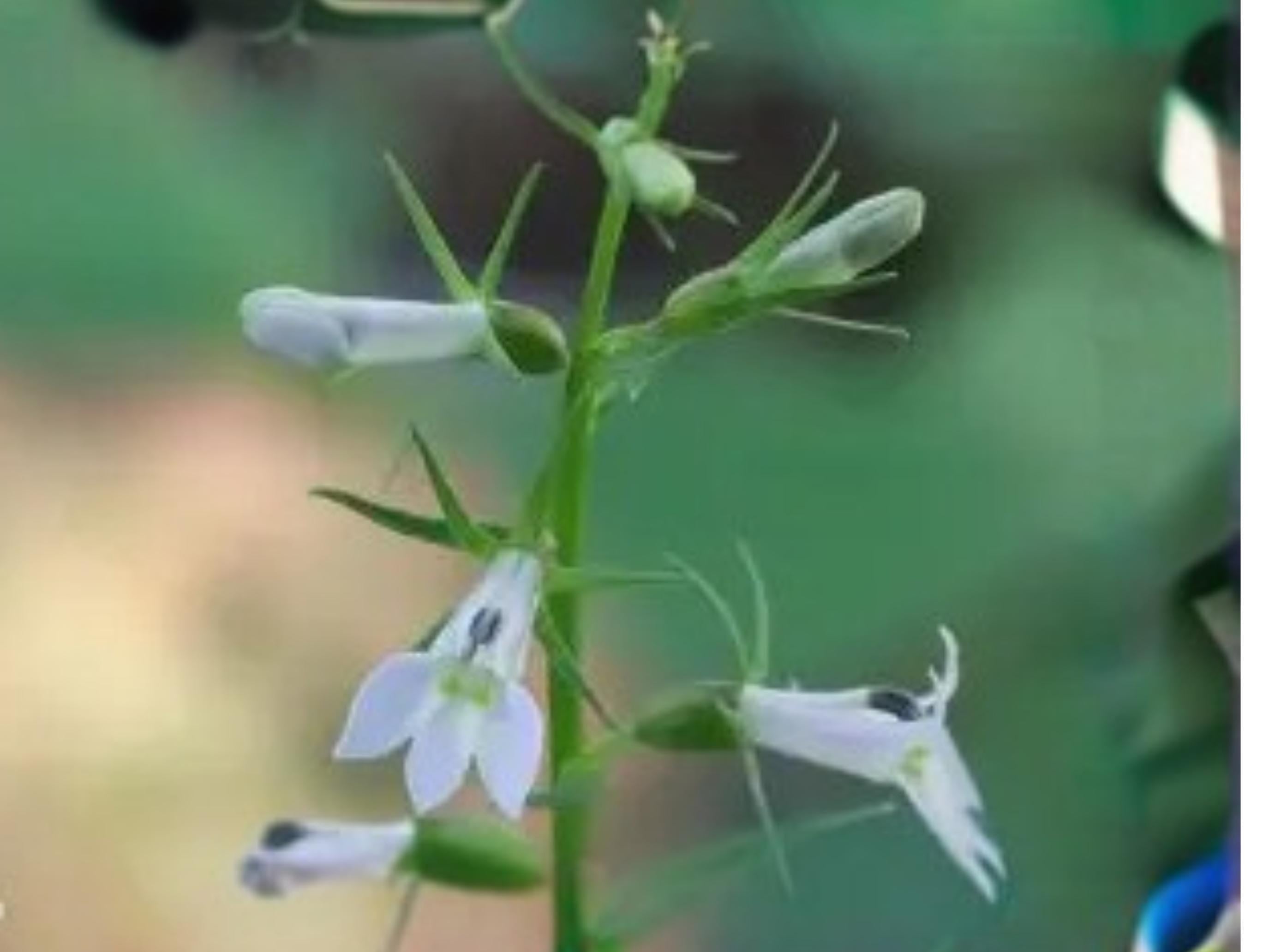 Lobelia inflata Indian Tobacco Wildflower Seeds – Native North American Annual/Biennial, Pale Blue Flowers, 500 Seeds