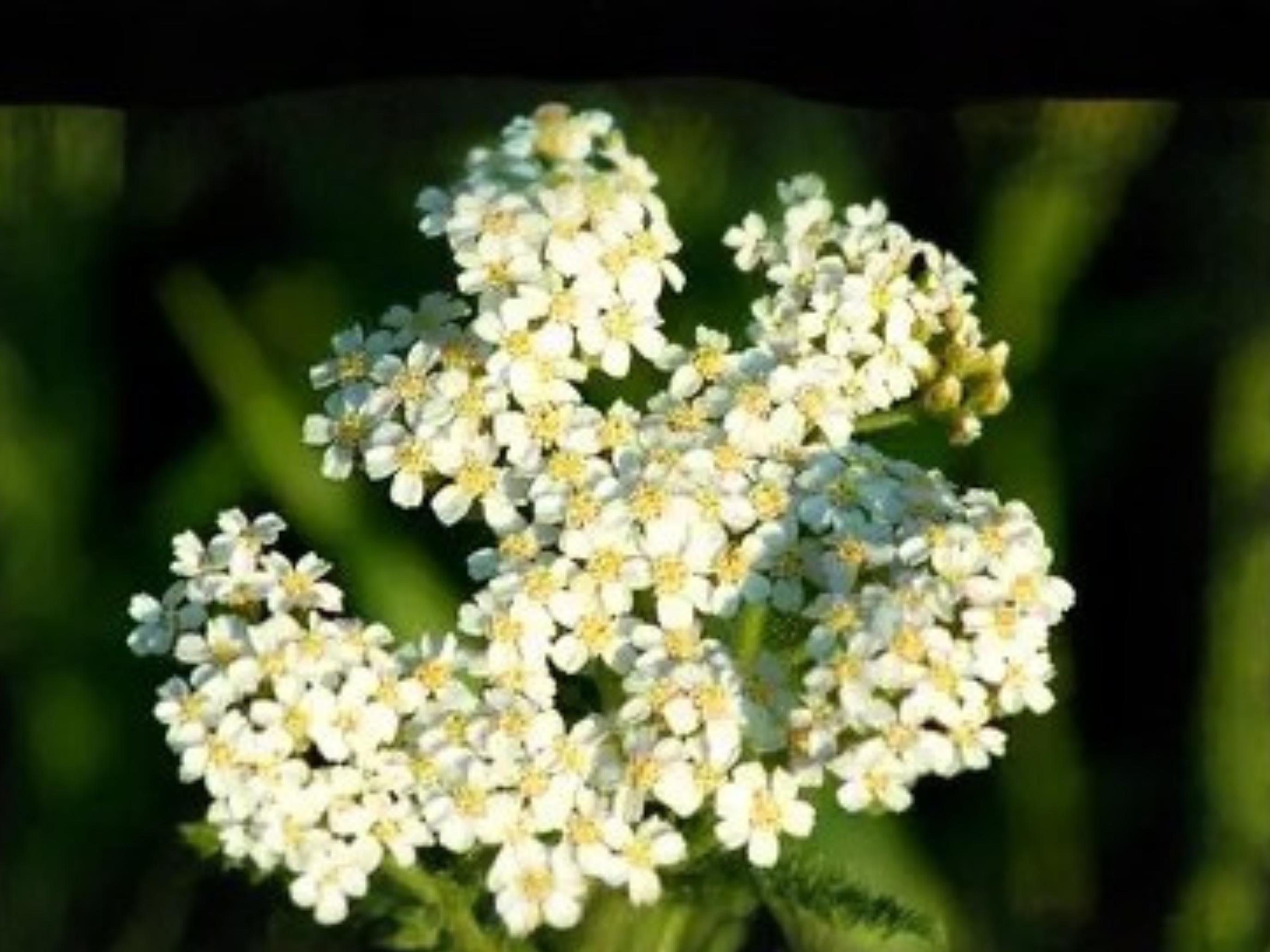 Achillea millefolium occidentalis Western Yarrow Seeds – Native Pollinator Perennial, Drought Tolerant, White Flowers, 500 Seeds