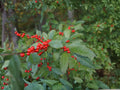 Mountain Holly Seeds | Native Deciduous Tree | Ilex montana | Wildlife Habitat Plant | 25 Seeds