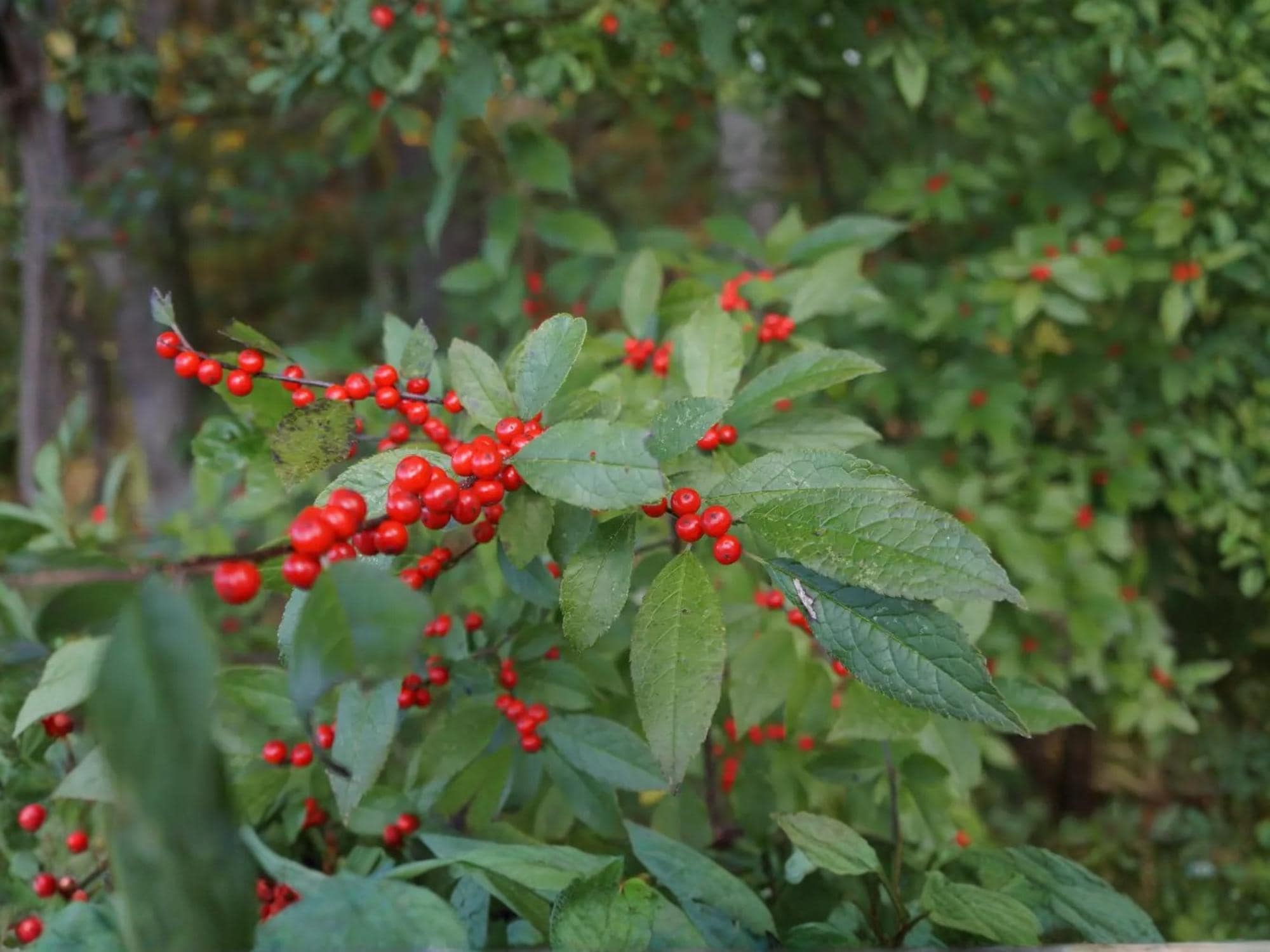 Mountain Holly Seeds | Native Deciduous Tree | Ilex montana | Wildlife Habitat Plant | 25 Seeds