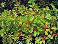 Winterberry Holly Seeds | Ilex verticillata | Native Deciduous Shrub with Bright Red Berries | 25 Seeds