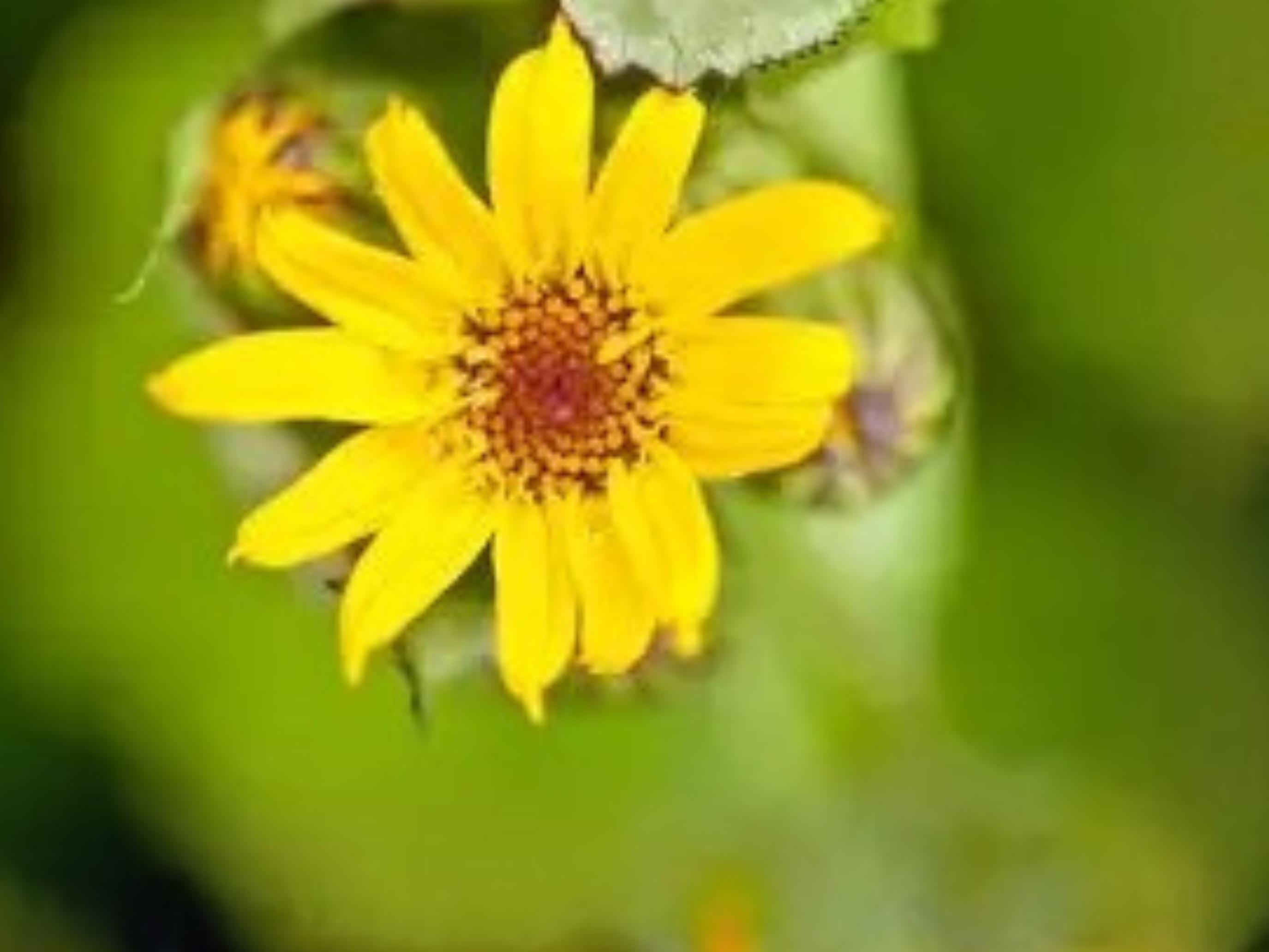 Arnica chamissonis Meadow Arnica Seeds – Native Wildflower for Pollinator Gardens, Perennial, Yellow Blooms, 100 Seeds
