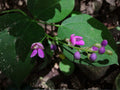 2000 Basil Seeds Genovese Heirloom Non-GMO Italian Herb Aromatic Culinary Plant Ocimum basilicum