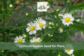 500 False Aster Seeds Boltonia Asteroides Native Wildflower Perennial for Meadows, Rain Gardens, Native Landscapes