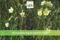 500 Prairie Cinquefoil Seeds Drymocallis arguta Native Wildflower Perennial for Prairie Gardens and Meadows