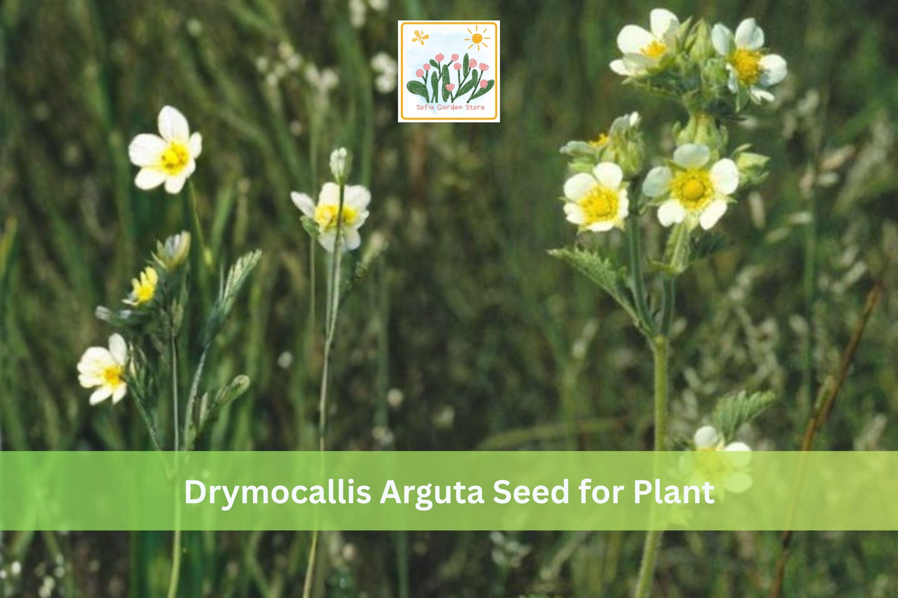 500 Prairie Cinquefoil Seeds Drymocallis arguta Native Wildflower Perennial for Prairie Gardens and Meadows