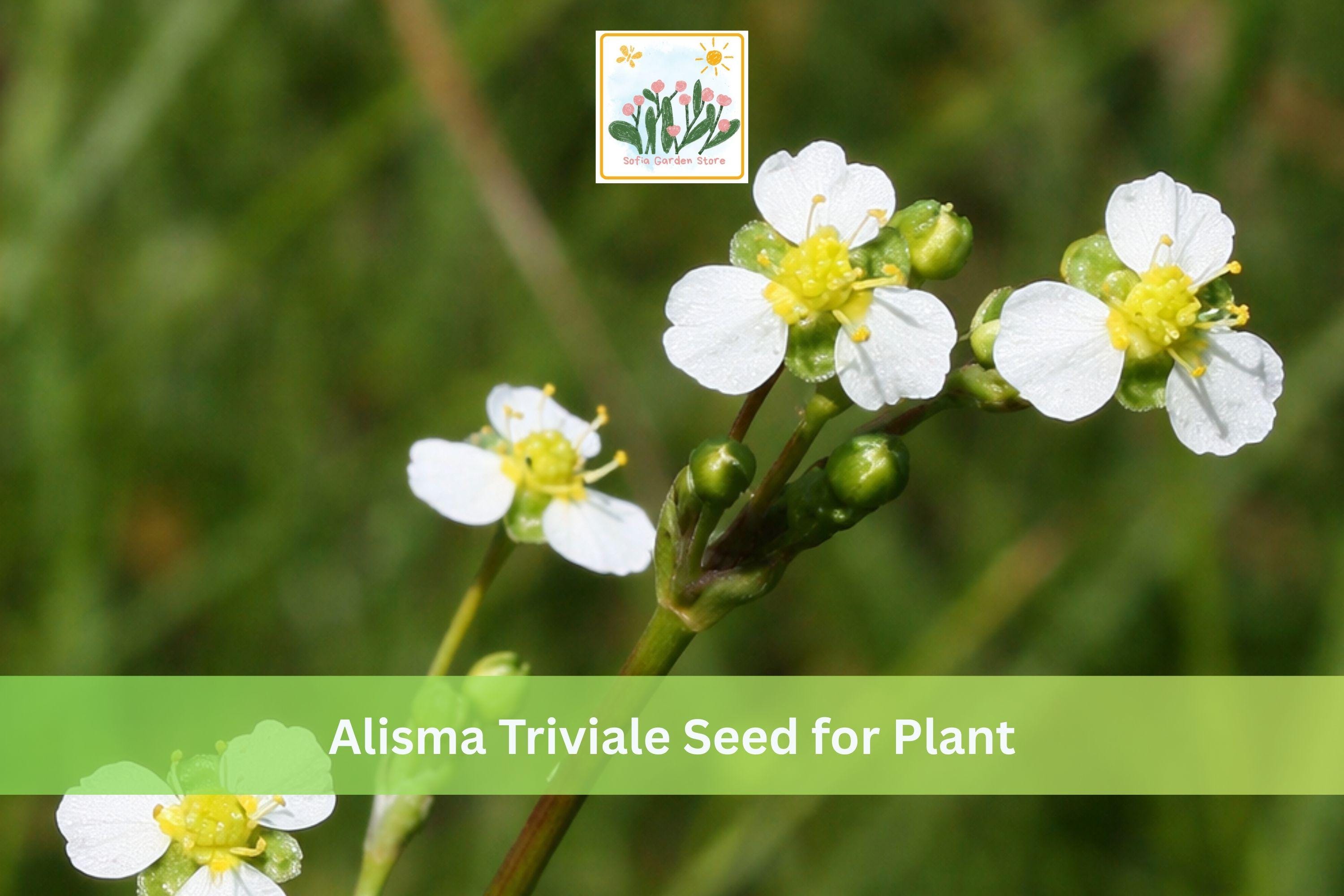 300 Large-flowered Water Plantain Seeds | Native Aquatic Perennial | Wetland Pond Plant | Alisma triviale Seed Pack