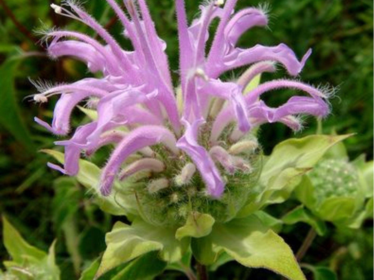 Wild Bergamot Seeds (Monarda fistulosa) – 100 Native Wildflower Seeds for Pollinator Gardens, Drought-Tolerant, Aromatic Herb