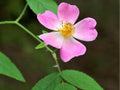 Illinois Rose Seeds – 30 Native Wild Rose (Rosa setigera) for Wildlife Gardens, Pollinator-Friendly Climbing Shrub