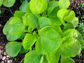 Velvet Queen Sunflower Seeds – Red to Burgundy Petals, Helianthus annuus, Easy to Grow, Perfect for Gardens & Cut Flowers