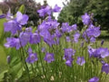 Campanula rotundifolia Harebells Blue Wildflower Seeds | Perennial Pollinator Plant | 100 Seeds