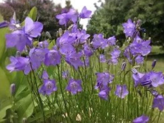 Campanula rotundifolia Harebells Blue Wildflower Seeds | Perennial Pollinator Plant | 100 Seeds