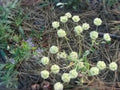 Eriogonum heracleoides Parsnipflower Wild Buckwheat Native Perennial Seeds, Drought Tolerant, Pollinator Plant, 50 Seeds