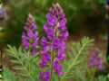 Hedysarum boreale Utah Sweetvetch Native Prairie Legume Seeds for Pollinator Gardens, Drought Tolerant, Pink Flowers, 25 Seeds