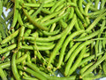 Champion Collards Seeds (Brassica oleracea) – High-Yielding Leafy Green for Cooking, Heat Tolerance, Slow Bolting, 250 Seeds