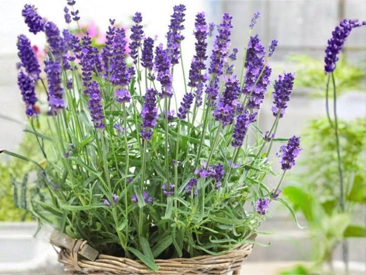 Vera Lavender Seeds | Lavandula angustifolia | Fragrant Perennial Herb | 100 Seeds