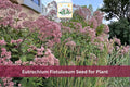 100 Hollow Joe-Pye Weed Seeds | Eutrochium fistulosum | Native Tall Perennial Wildflower with Purple Flowers