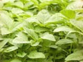 White Light Green Amaranth Seeds, Edible Leaf Vegetable, Heat Tolerant, Fast-Growing Annual Plant, 500 Seeds