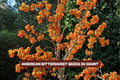 American Bittersweet Seeds 10 Pack - Celastrus scandens Climbing Vine for Garden, Fall Color & Wildlife Attraction