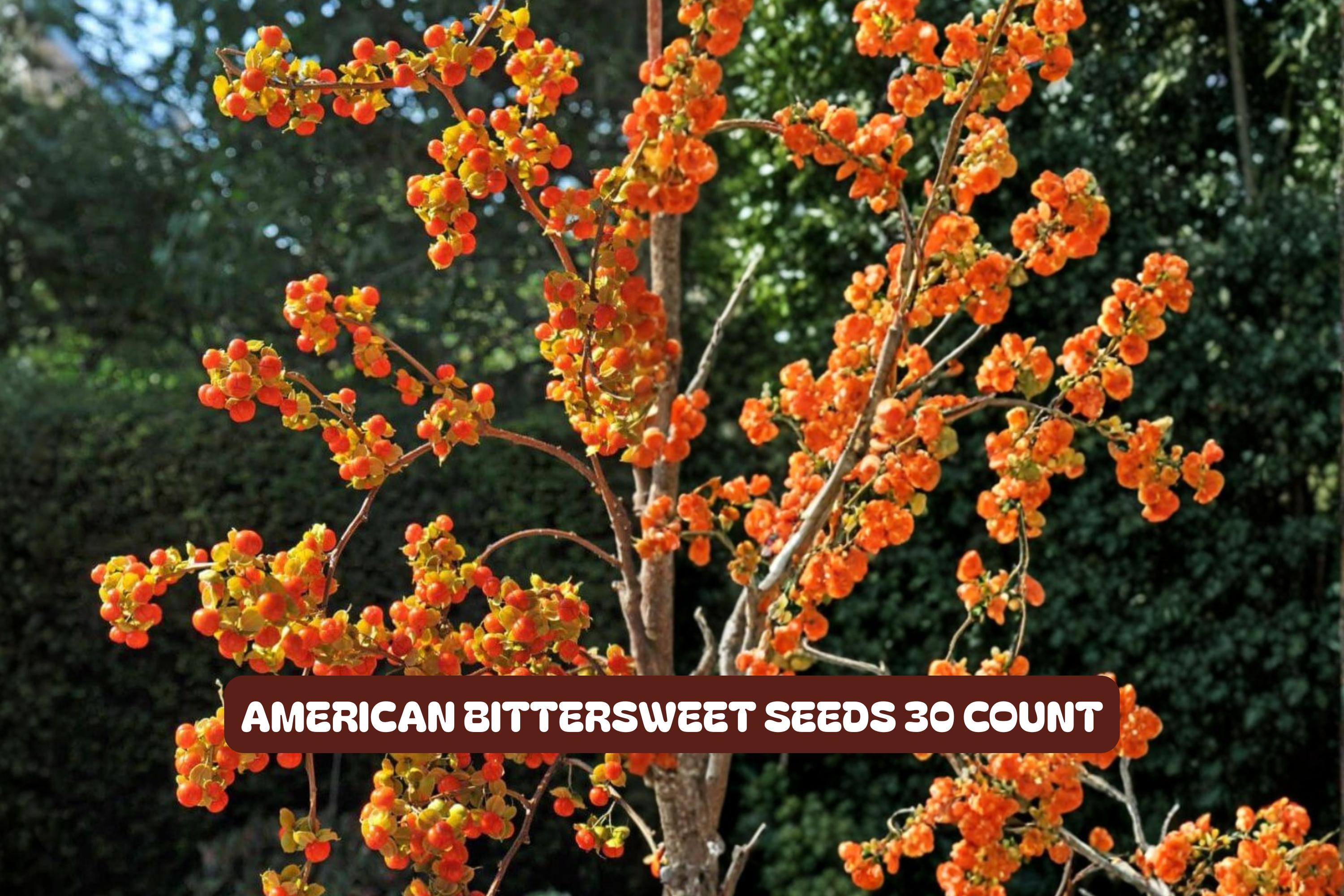American Bittersweet Seeds 10 Pack - Celastrus scandens Climbing Vine for Garden, Fall Color & Wildlife Attraction