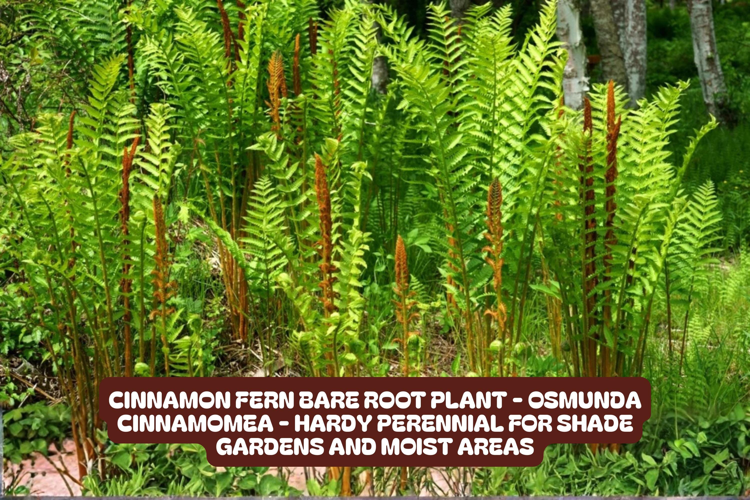 Cinnamon Fern Bare Root Plant – Hardy Perennial for Shade Gardens – Osmunda cinnamomea, Lush Green Fronds