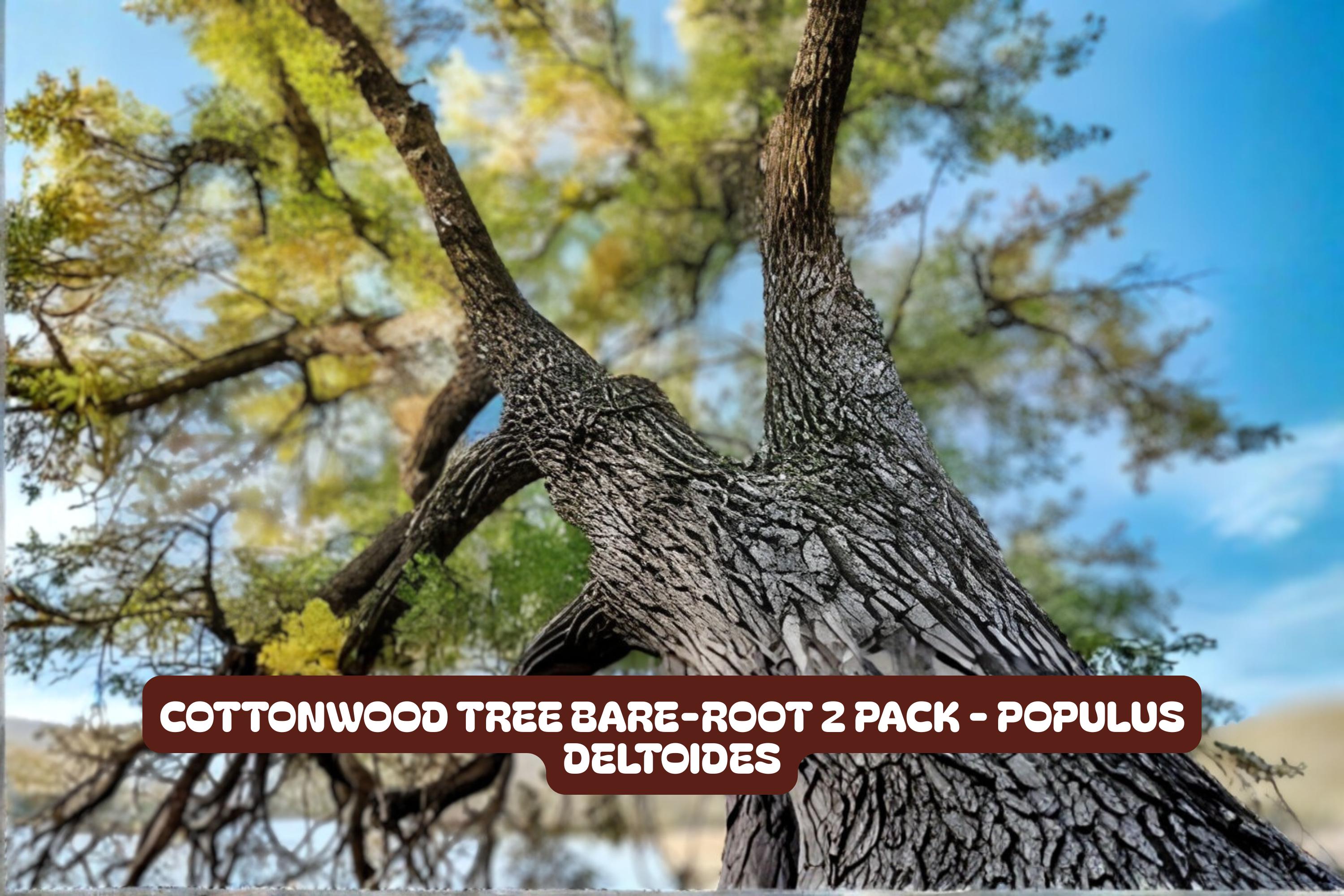Cottonwood Tree Bare-Root 2 Pack | Populus deltoides | Fast-Growing Shade Tree for Landscaping