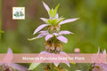 100 Spotted Bee Balm Seeds | Monarda punctata | Native Prairie Wildflower | Drought-Tolerant Perennial for Native Gardens