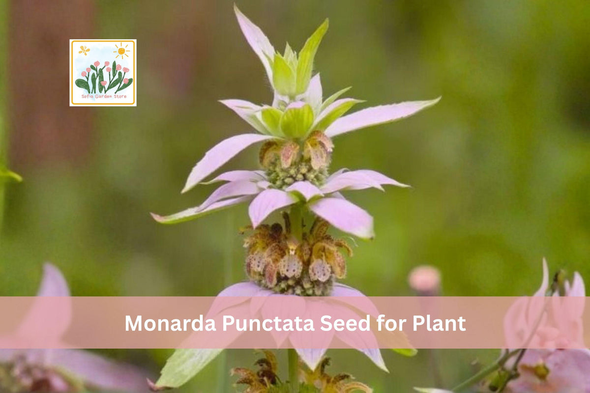 100 Spotted Bee Balm Seeds | Monarda punctata | Native Prairie Wildflower | Drought-Tolerant Perennial for Native Gardens