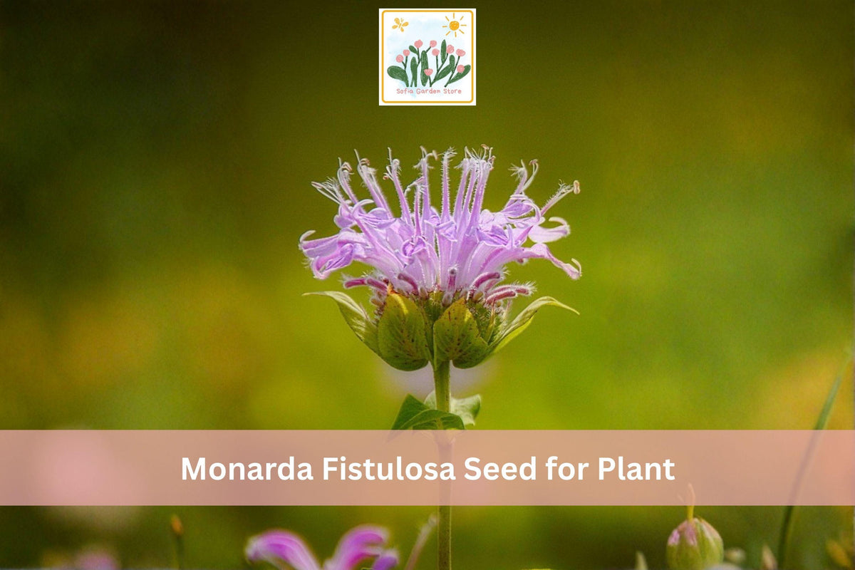 Wild Bergamot Seeds | Monarda fistulosa | Native Perennial Bee Balm for Prairie Gardens & Pollinator Gardens