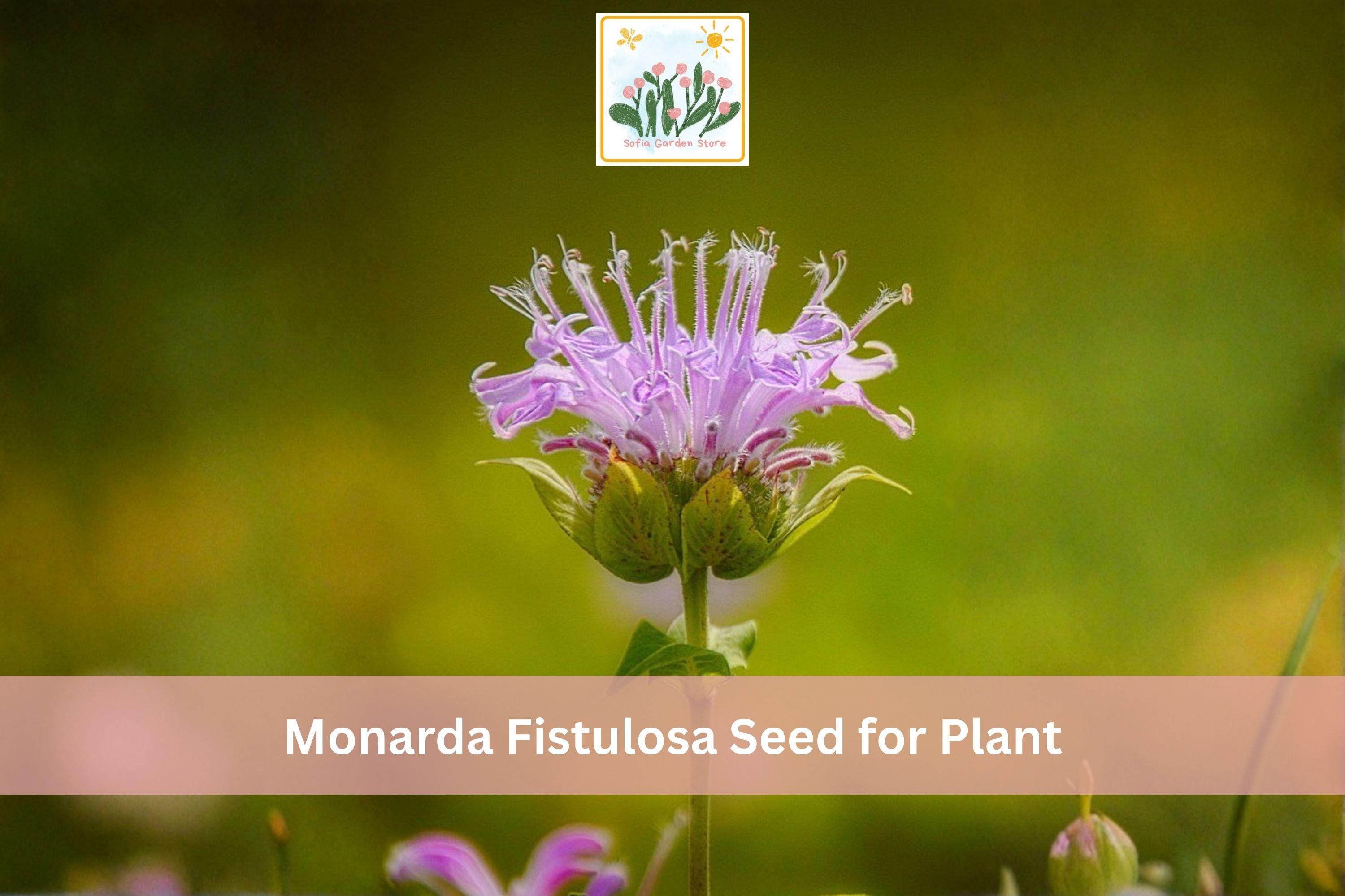 Wild Bergamot Seeds | Monarda fistulosa | Native Perennial Bee Balm for Prairie Gardens & Pollinator Gardens