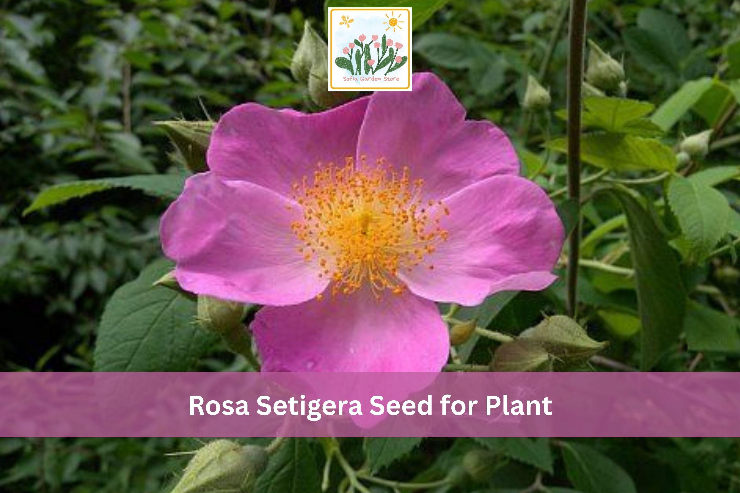 30 Illinois Rose Seeds Rosa setigera Native Climbing Rose for Prairie & Woodland Gardens