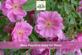 Swamp Rose Seeds | Rosa palustris Native Wetland Shrub for Rain Gardens, Pond Edges, Native Landscaping