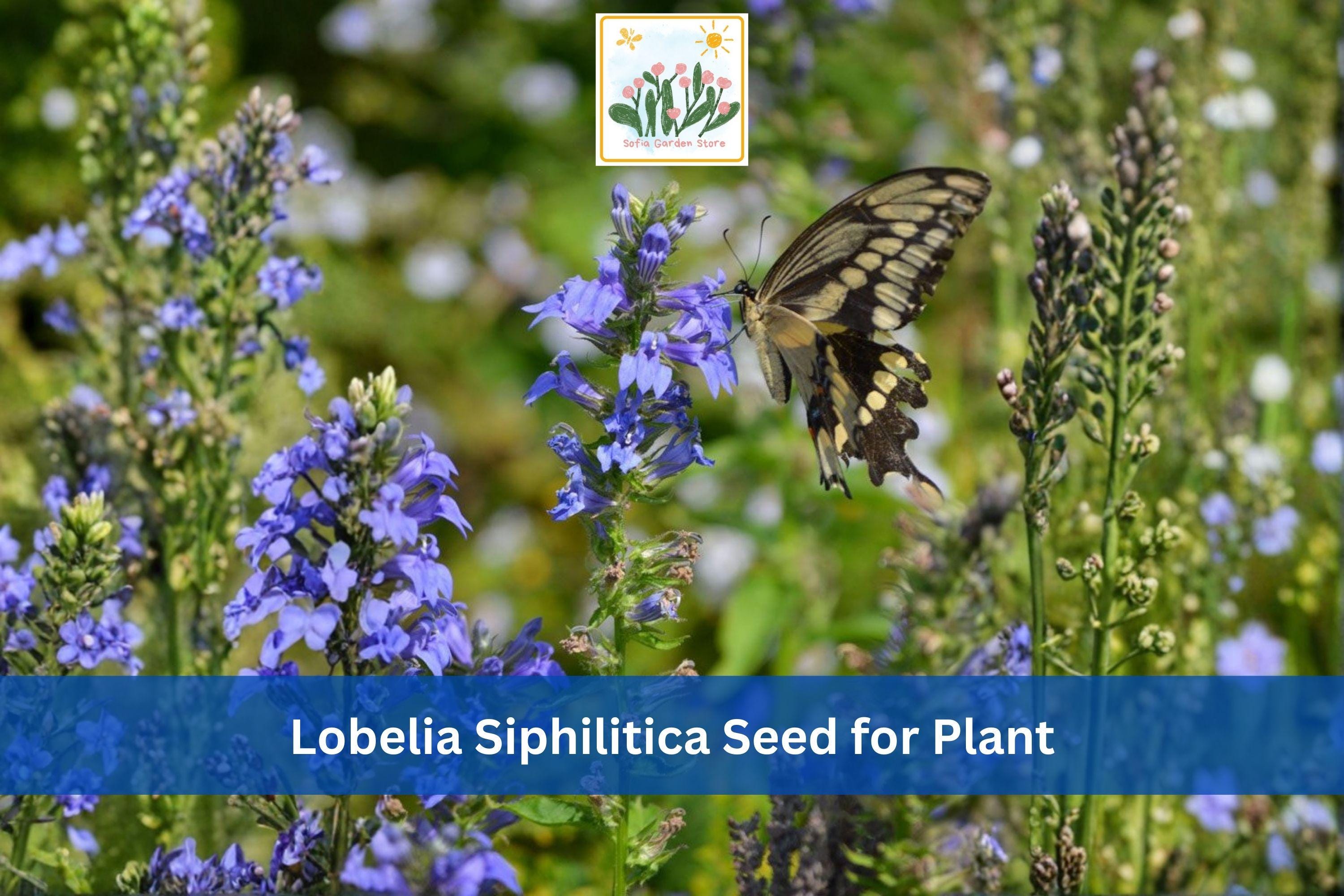 500 Great Blue Lobelia Seeds | Lobelia siphilitica | Native Perennial Wildflower for Rain Gardens & Wetlands