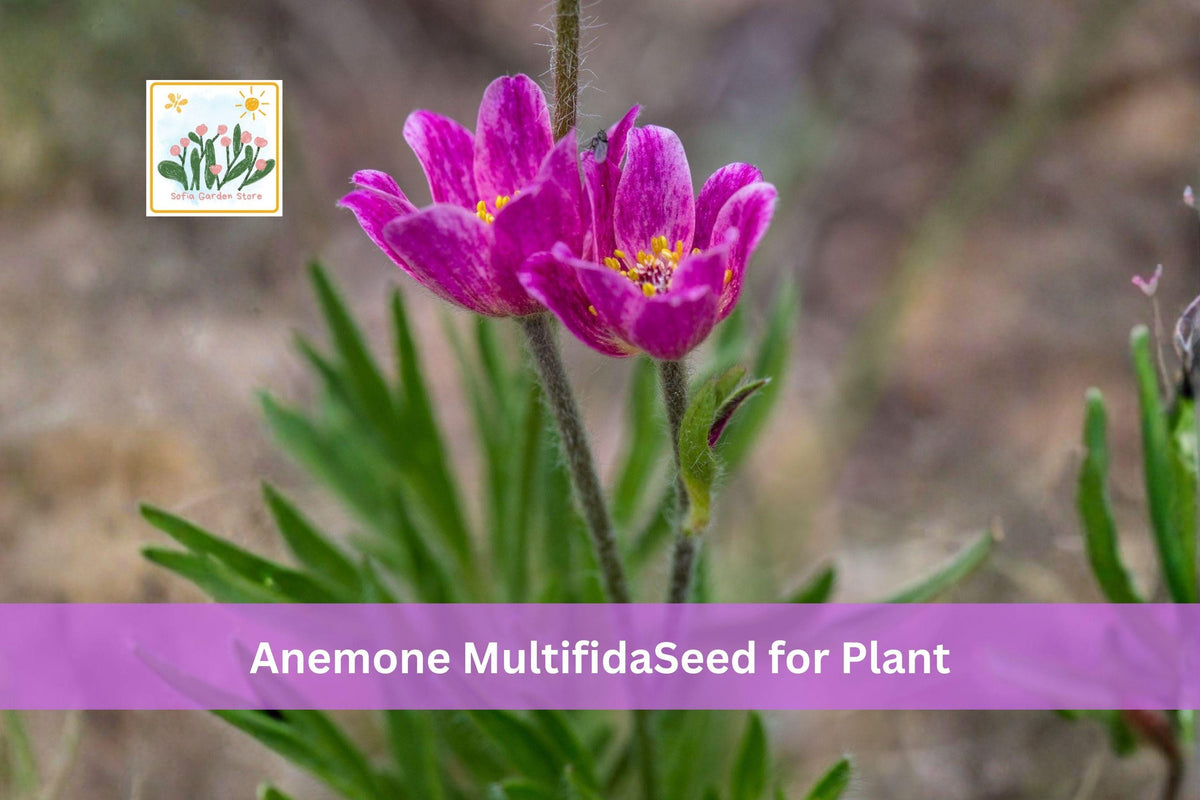 100 Windflower Seeds Anemone multifida Native Alpine Wildflower Perennial Spring Blooming Plant