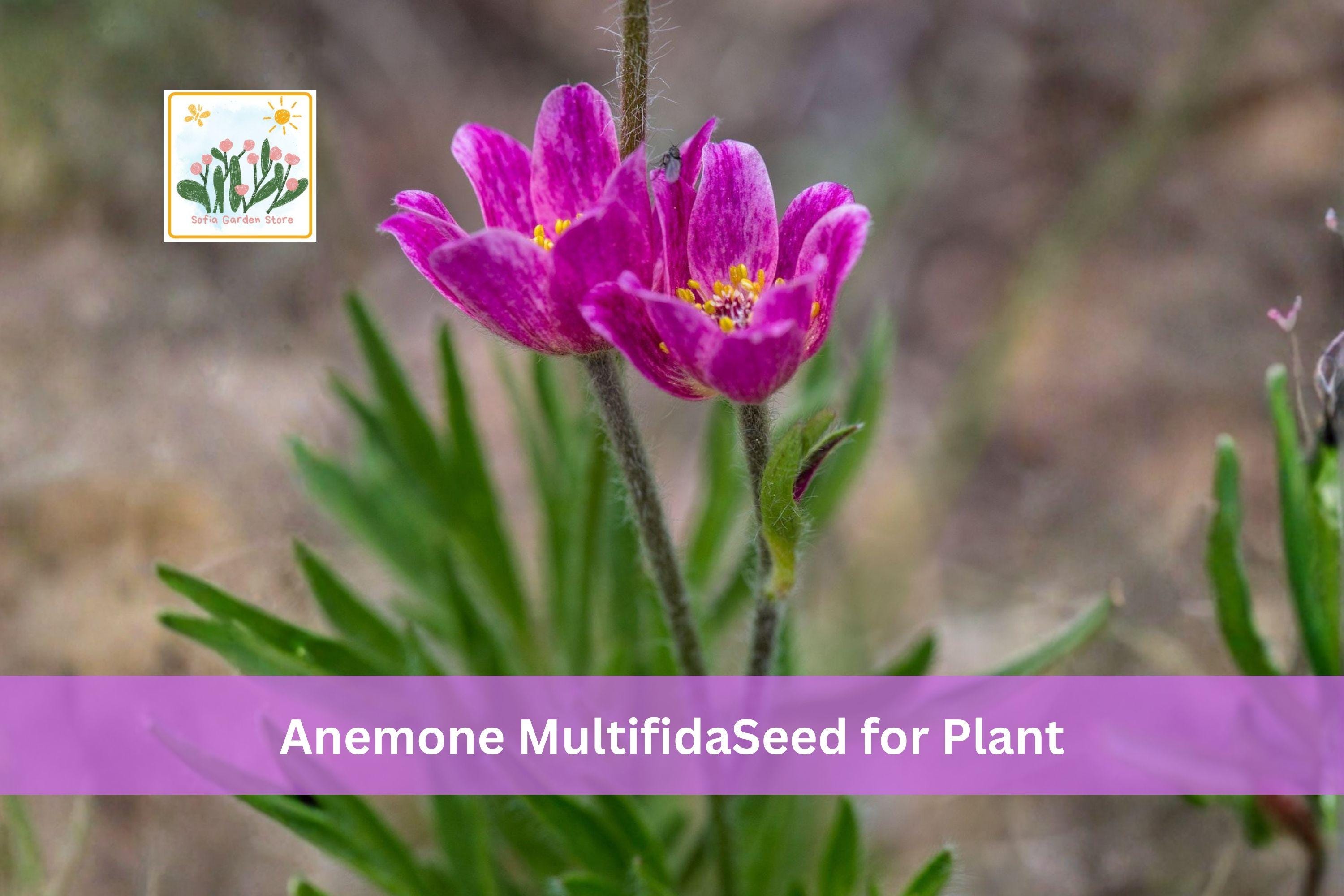 100 Windflower Seeds Anemone multifida Native Alpine Wildflower Perennial Spring Blooming Plant