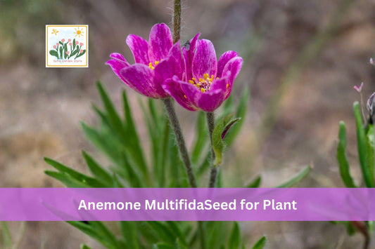 100 Windflower Seeds Anemone multifida Native Alpine Wildflower Perennial Spring Blooming Plant