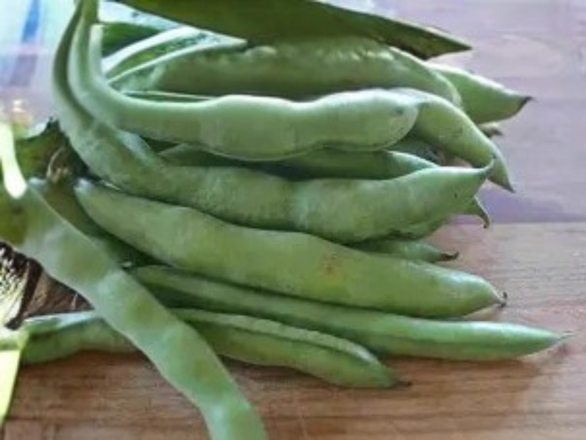 Fava Bean Seeds | Cool Season Legume | Nitrogen Fixing Plant | 10 Seeds, Broad Beans, Edible Pods