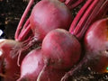 Detroit Dark Red Beet Seeds – Heirloom Vegetable, Deep Red, Round Roots, Edible Greens, Cold Hardy, 500 Seeds