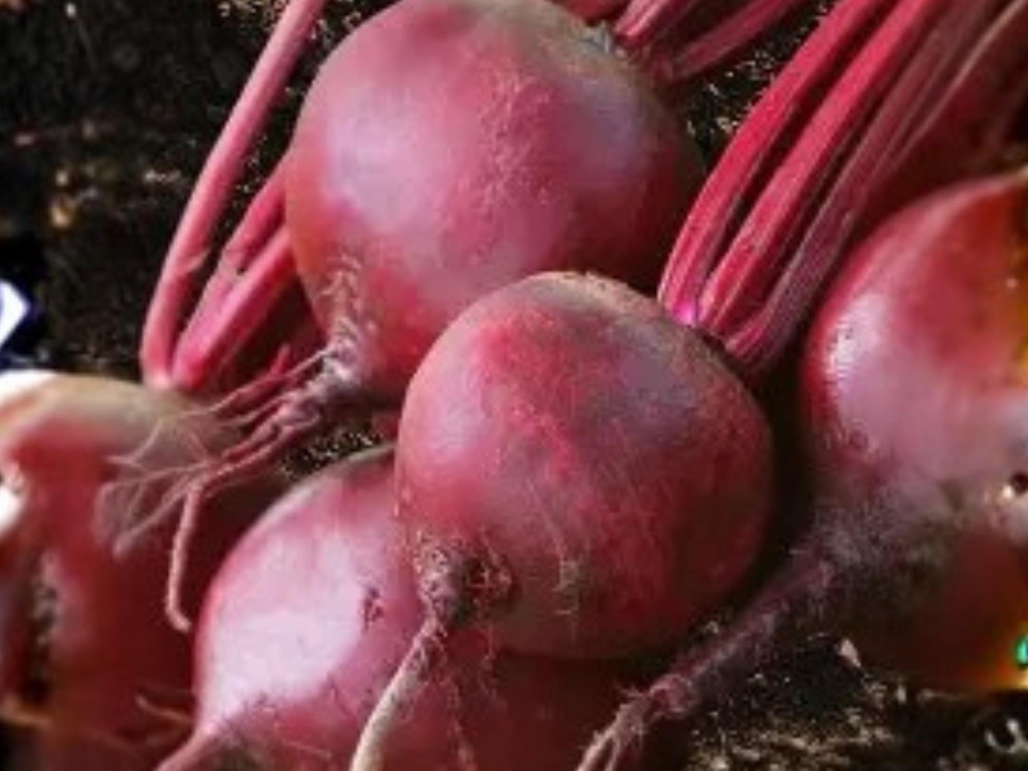 Detroit Dark Red Beet Seeds – Heirloom Vegetable, Deep Red, Round Roots, Edible Greens, Cold Hardy, 500 Seeds