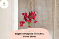 Elegance Deep Red Sweet Pea Seeds | Climbing Lathyrus Odoratus