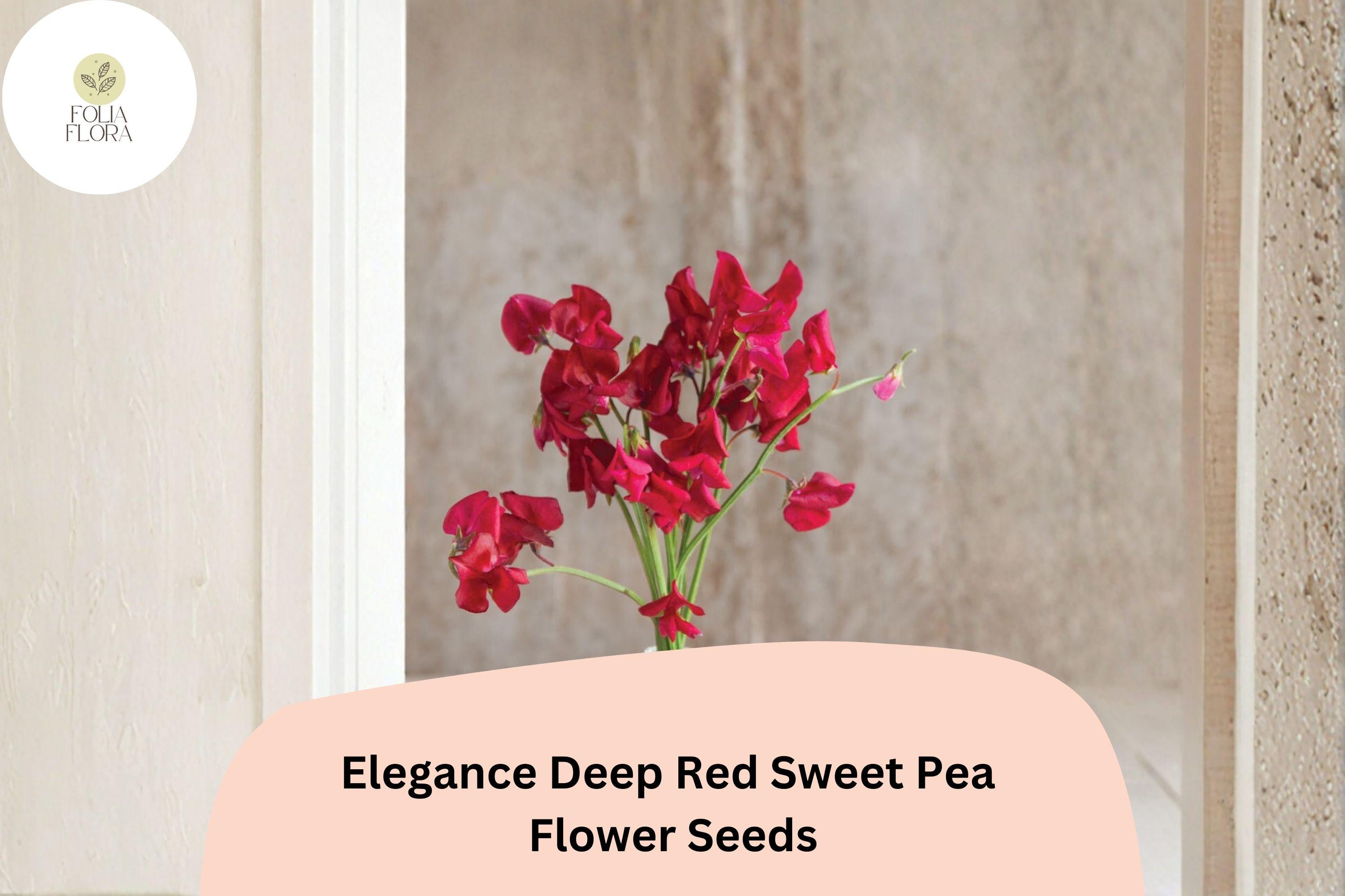 Elegance Deep Red Sweet Pea Seeds | Climbing Lathyrus Odoratus