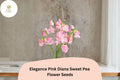 Pink Diana Sweet Pea Seeds | Elegance Climbing Vine