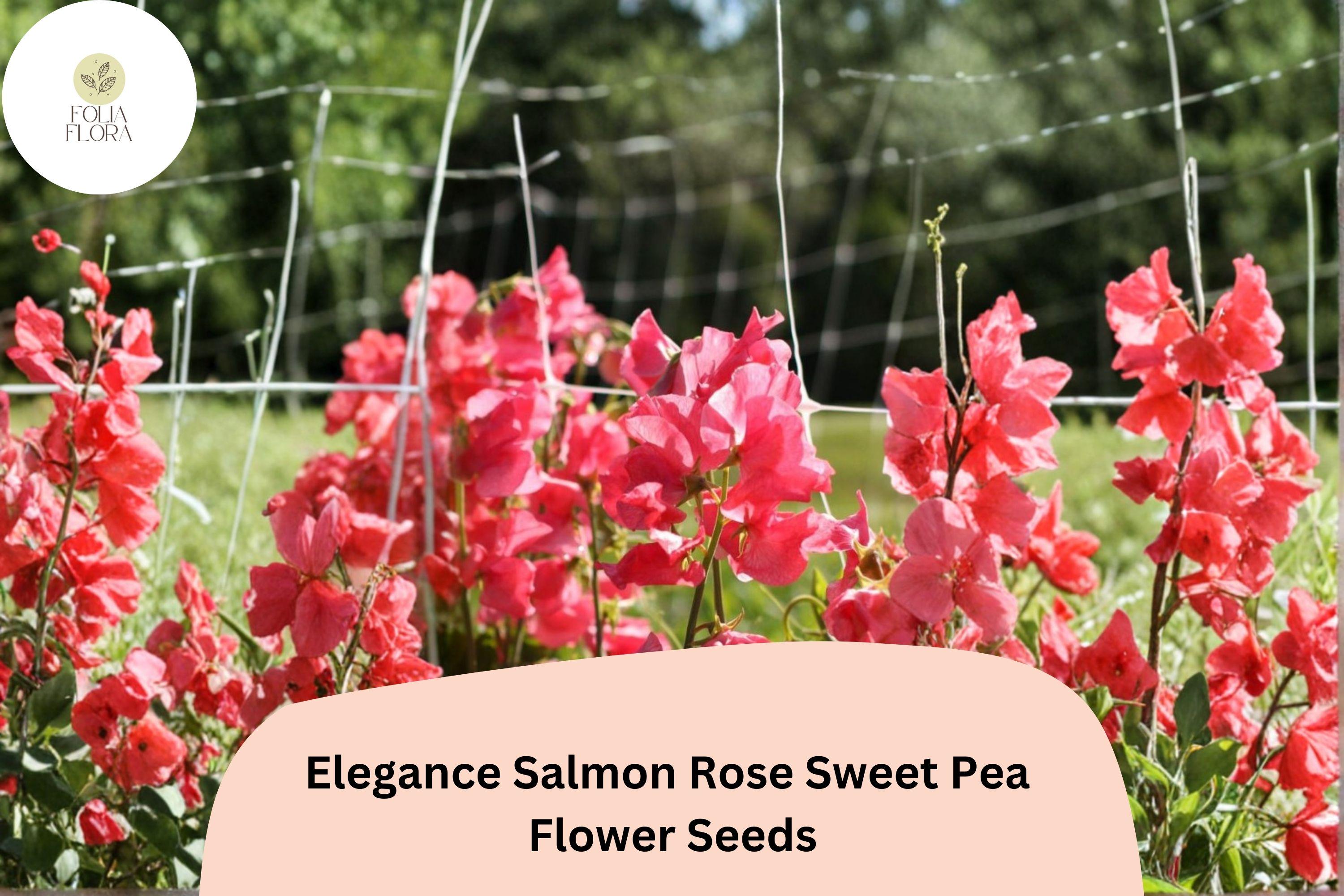 Salmon Rose Sweet Pea Seeds | Climbing Vine, Garden Planting