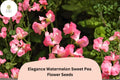 Elegance Watermelon Sweet Pea Seeds | Pink Bicolor Climbing Vine