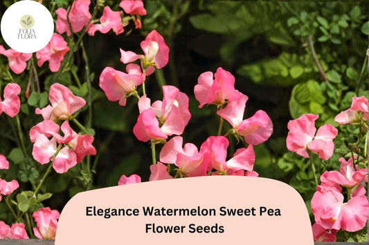 Elegance Watermelon Sweet Pea Seeds | Pink Bicolor Climbing Vine