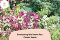 Everlasting Mix Sweet Pea Seeds | Lathyrus latifolius Perennial Climbing Vine Mixed Colors (50+ Seeds)